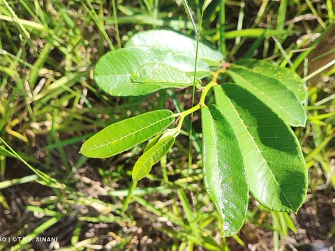 Mulberry Fig