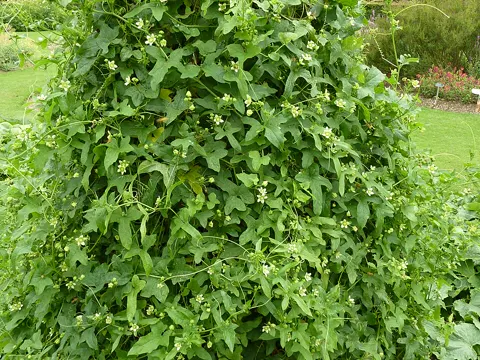 White Bryony
