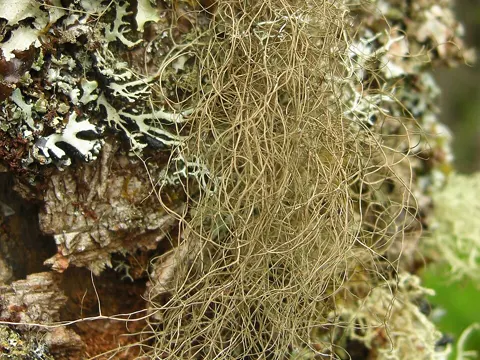 Speckled Horsehair Lichen