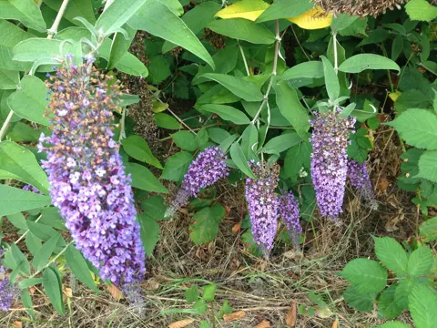 butterfly-bush