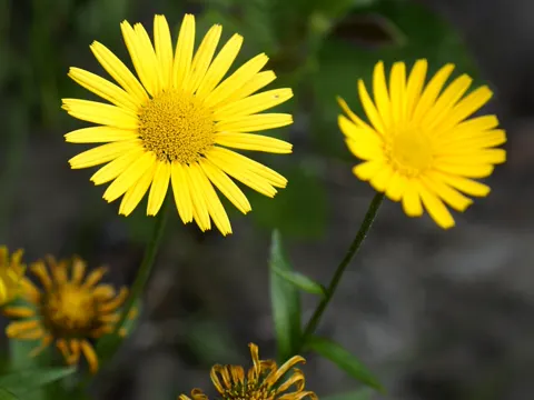 Willow-leaved Yellow Oxeye