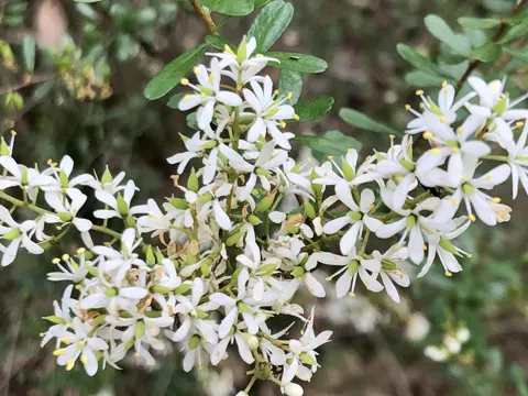 Blackthorn