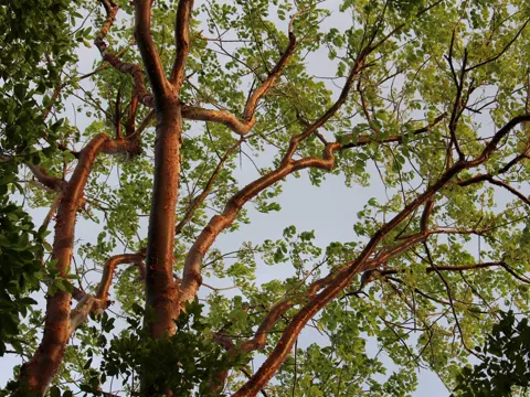 Gumbo Limbo