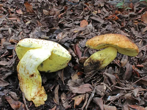 Oak Bolete