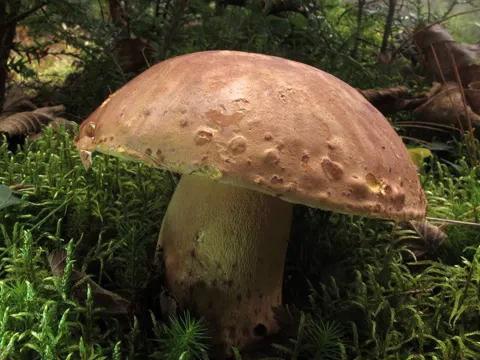 Brown Butter Bolete