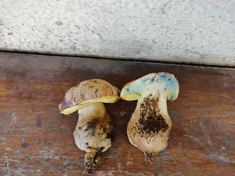 Pale Bolete