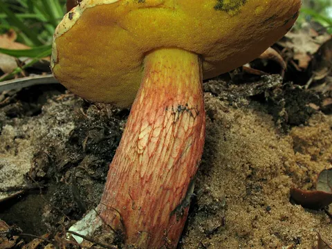 Florida Butter Bolete