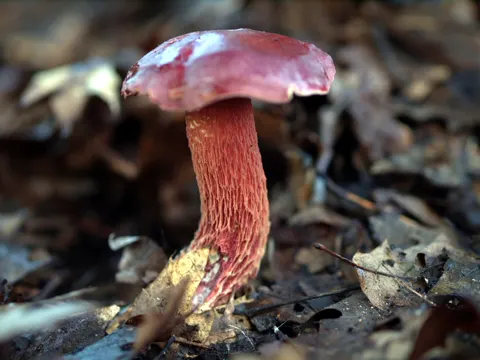 Frost's Bolete