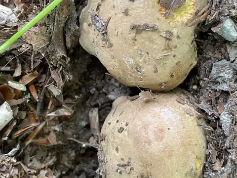 Appendiculate butter bolete