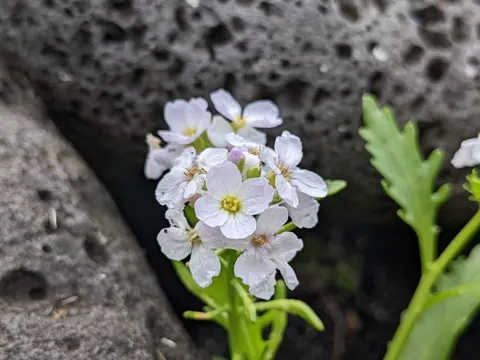 Arctic Sea Rocket