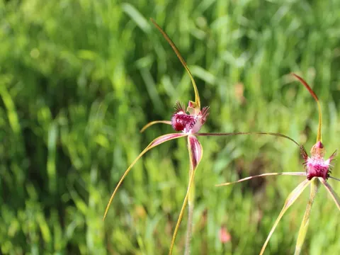 Sand-Caladenia