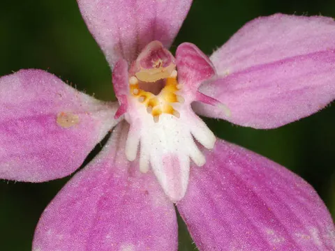 Purple-veined Caladenia