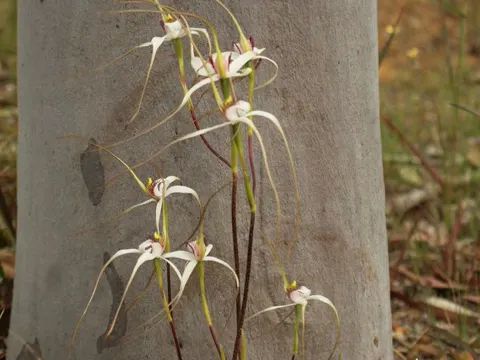 Long-tailed Spider Orchid