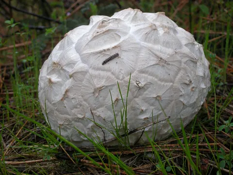 Sculpted Puffball