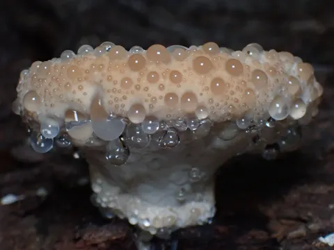 Guttulate Cheese Polypore