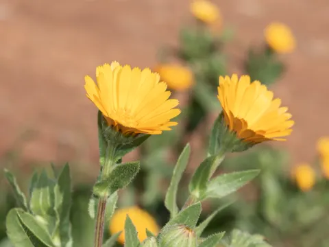 Field Marigold
