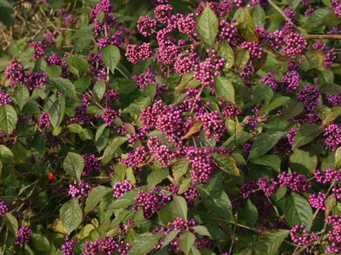 Bodinier's Beautyberry
