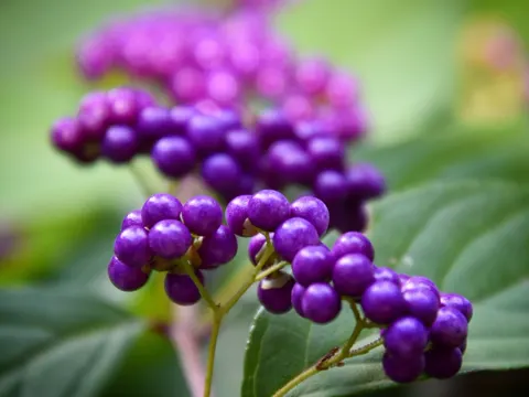 Purple Beautyberry