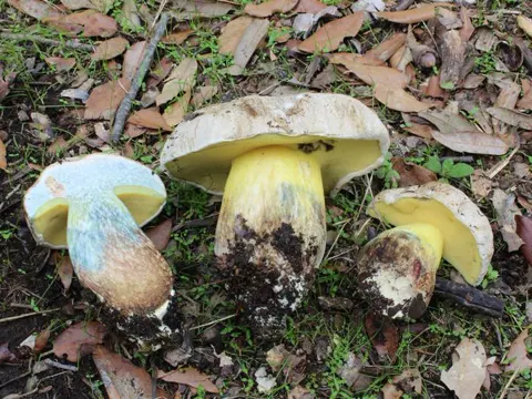Rooting Bolete