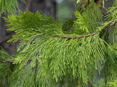 Californian Incense-cedar