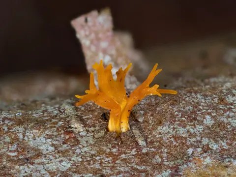 Small Stagshorn