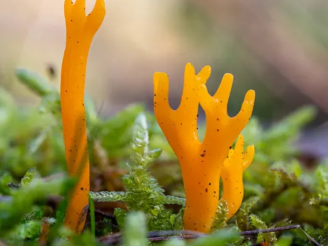 Yellow Jelly Fungus