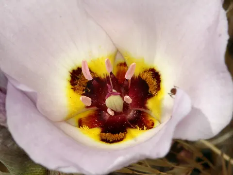 Schlanke Mariposa-Lilie