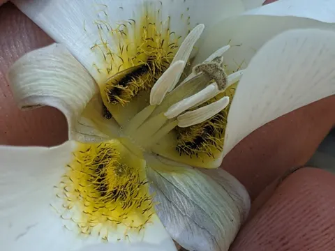 Fulton's Mariposa Lily