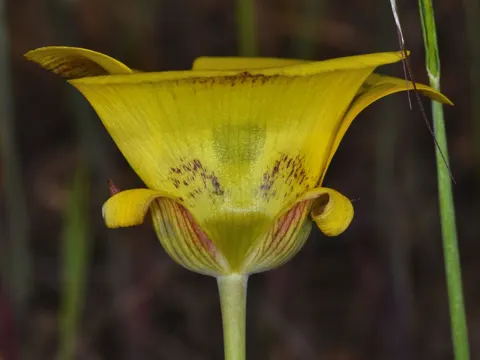 Gelbe Mariposa-Lilie