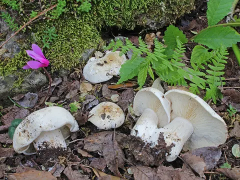 St George's Mushroom