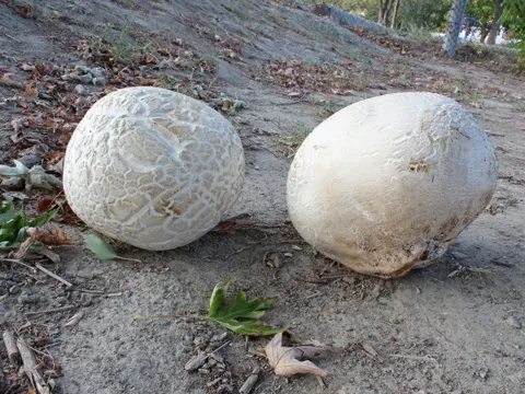 Desert Puffball