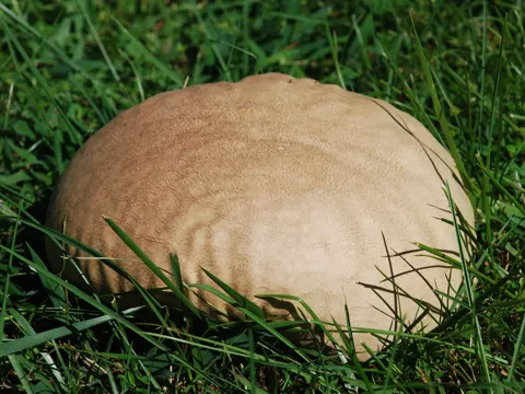 Purple-spored Puffball