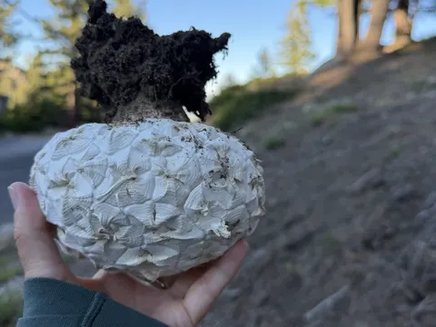 Sculptured Puffball