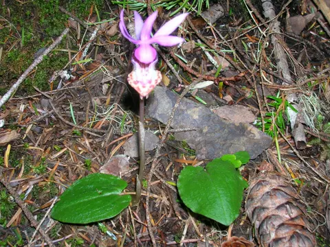 Fairy Slipper