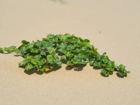 Sea Bindweed