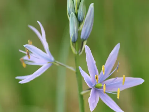 Large Camas