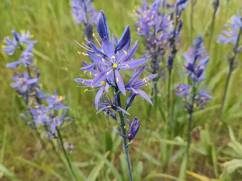 Common Camas
