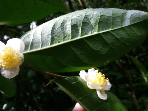 Tea Plant