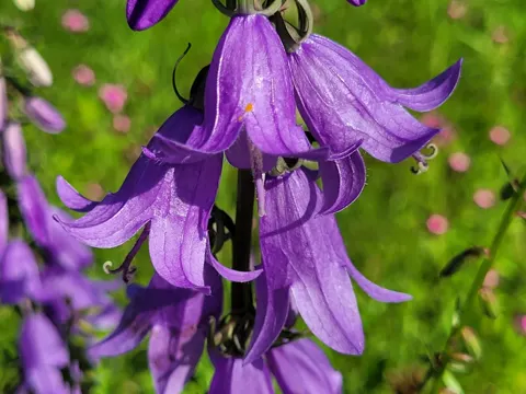 Creeping Bellflower