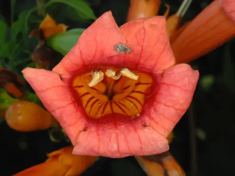 Trumpet Vine