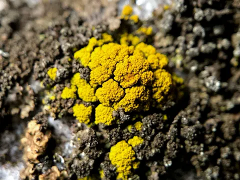 Egg Yolk Lichen