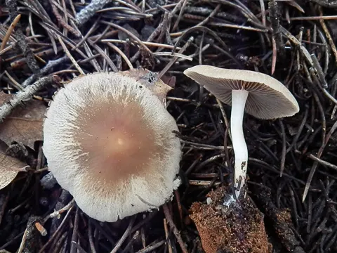 Pale Brittlestem