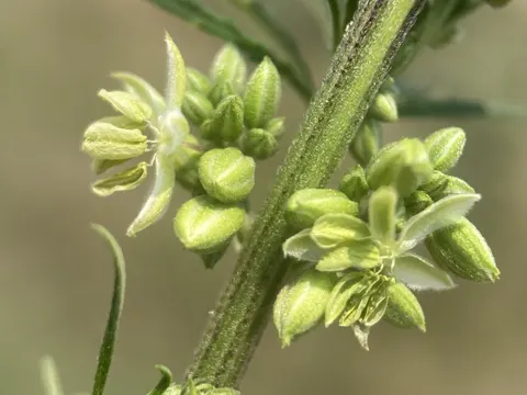 Hemp