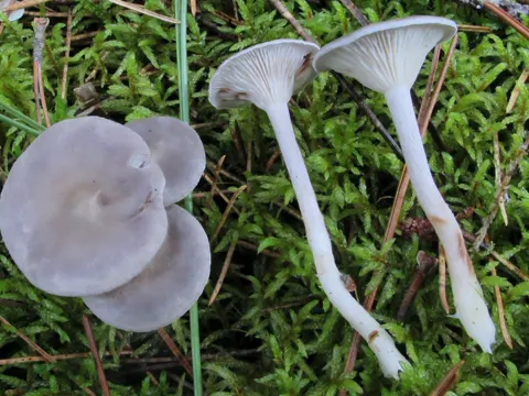 Pale Chanterelle