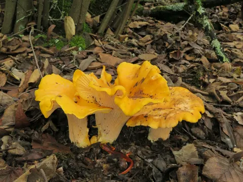 California Golden Chanterelle