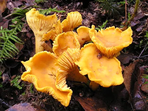 Chanterelle
