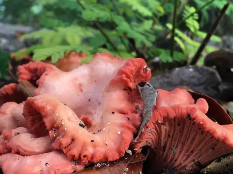 Chanterelle