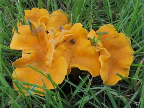 Smooth Chanterelle