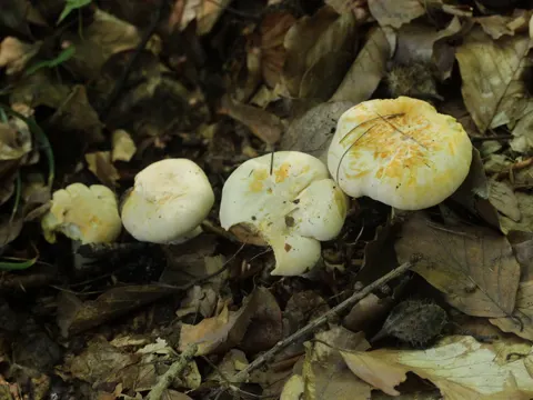 Pale Chanterelle
