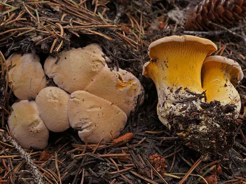 Pale Chanterelle